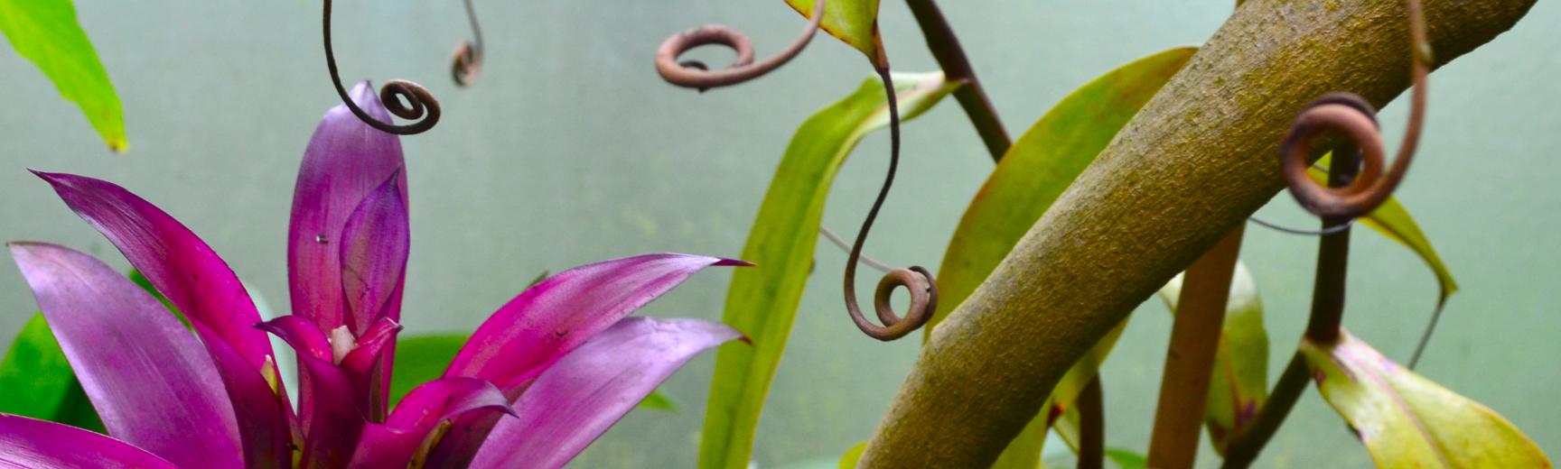 Plants in the Lily House