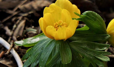 the winter aconite eranthis hyemalis