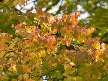 cercidiphyllum japonicum