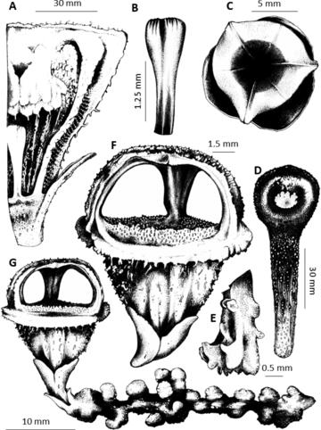 Thismia sitimeriamiae illustration