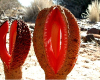 Hydnora hydnora